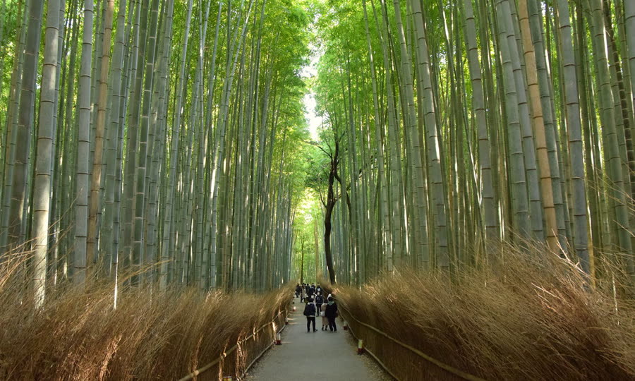 Path through a bamboo forest