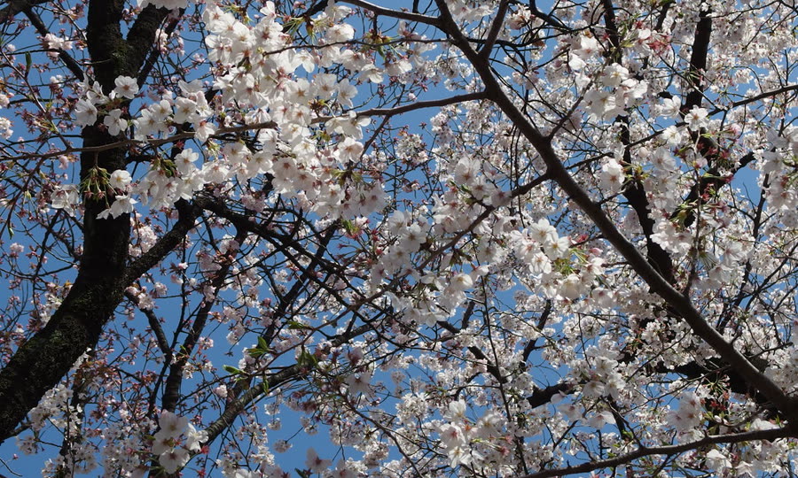 Cherry blossoms against the sky