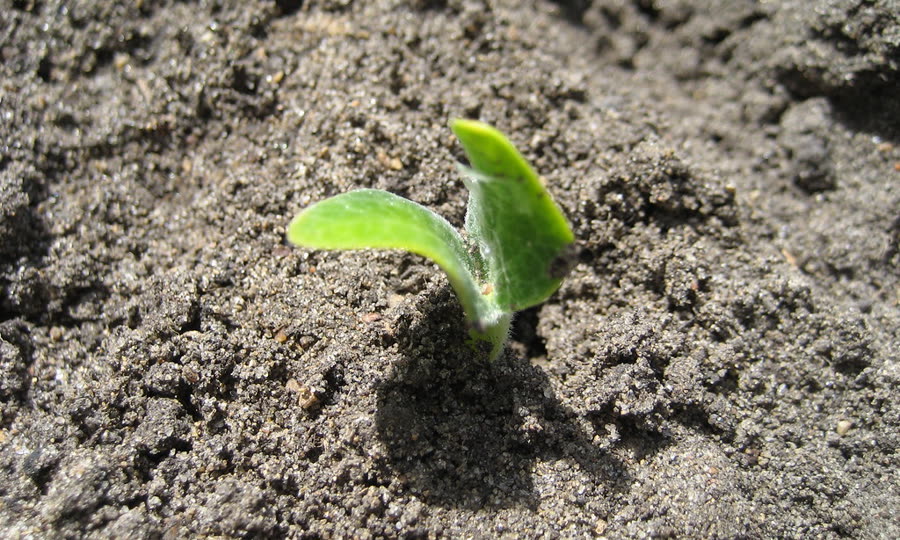 Seedling sprouting from soil