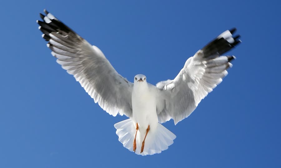 Seagull with wings spread against blue sky