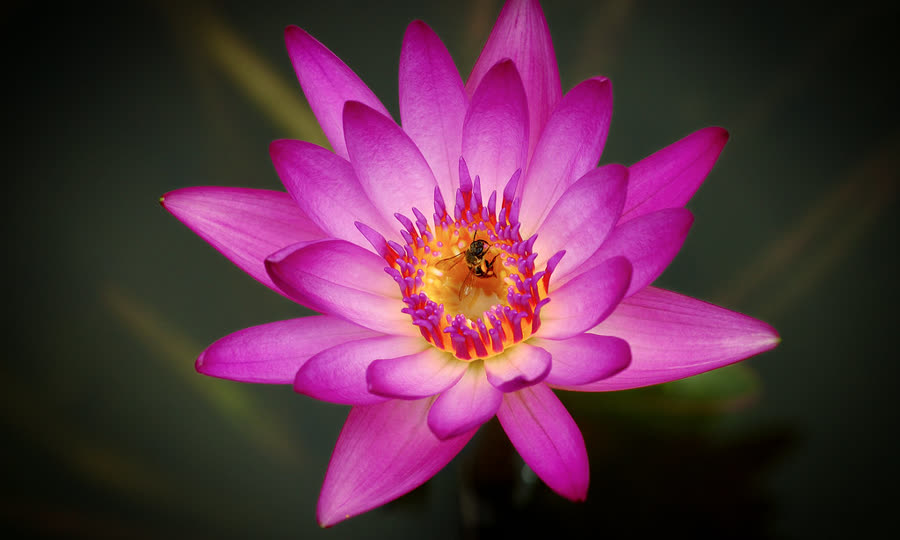 Lotus flower in bloom
