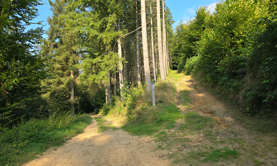 Fork in a forest trail